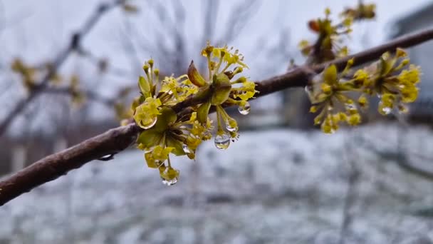 コーナスマス コーネル またはドッグウッドの黄色い花に水滴を閉じます 春の季節の雪景色と寒さと雪の漂流で咲く木 — ストック動画