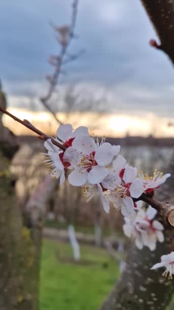 Delikatne Kwiaty Moreli Płatkami Kołyszącymi Się Wiosennym Wietrze Widokiem Zachód — Wideo stockowe