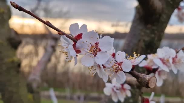 Sanfte Aprikosenblüten Mit Frühlingswind Schwankenden Blütenblättern Und Blick Auf Den — Stockvideo