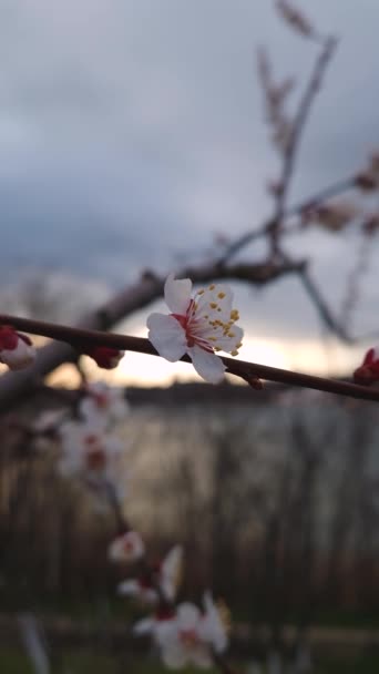 Sanfte Aprikosenblüten Mit Frühlingswind Schwankenden Blütenblättern Und Blick Auf Den — Stockvideo