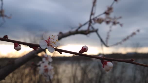 Skonsam Aprikos Träd Blommor Med Kronblad Svajande Vårvinden Och Utsikt — Stockvideo