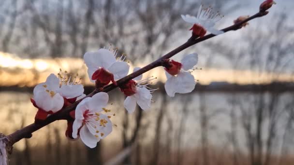 柔嫩的杏树花 花瓣在春风中摇曳 夕阳西下 — 图库视频影像