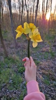 Bir avuç sarı nergis çiçeğini elinde tutan bir kadın bahar ormanında gün batımını seyrediyor.