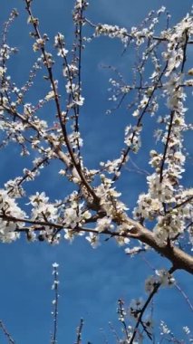 Çiçek açan erik ağacı manzarası narin beyaz çiçeklerle dolu dallarla bahar rüzgarında sallanan güneşli mavi gökyüzü arkaplanıyla