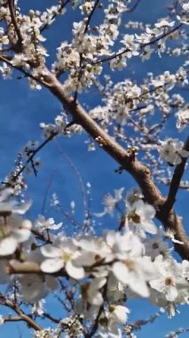 Çiçek açan erik ağacı manzarası narin beyaz çiçeklerle dolu dallarla bahar rüzgarında sallanan güneşli mavi gökyüzü arkaplanıyla