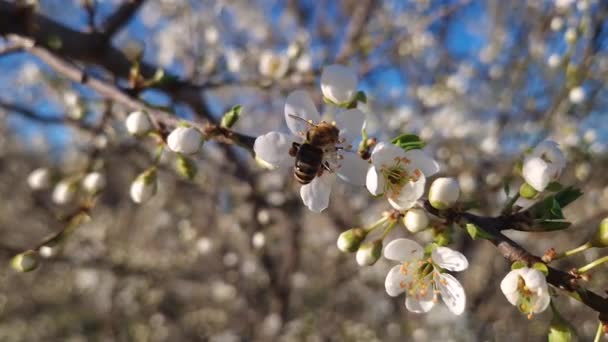 Sanfte Biene Sammelt Nektar Von Einem Blühenden Wildkirschbaum Fleißige Honigbiene — Stockvideo