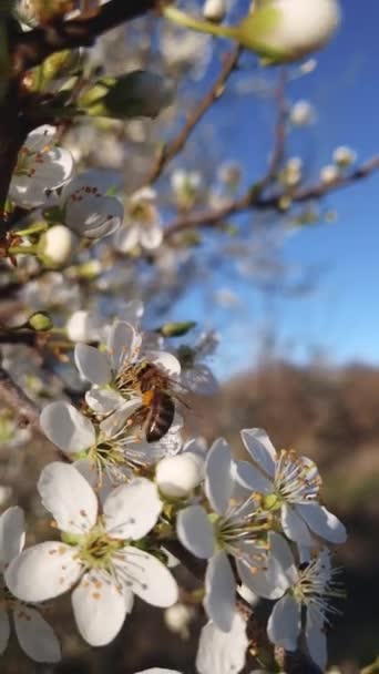 Delikatna Pszczoła Zbiera Nektar Kwitnącego Dzikiego Drzewa Wiśniowego Staranne Pszczoły — Wideo stockowe