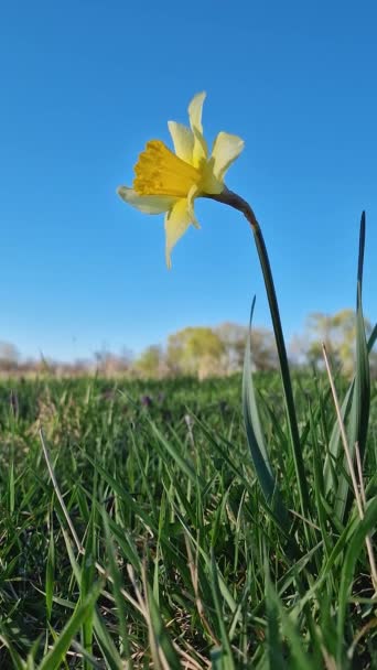 Vilda Påskliljor Blommar Grön Gräsbetesmark Solig Vårdag Gul Narcissus Växt — Stockvideo