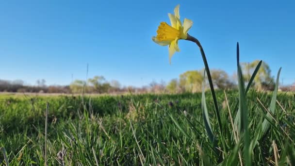 春天里 野水仙花盛开在青草地上 黄水仙植物春天的时候Jonquil符号 — 图库视频影像