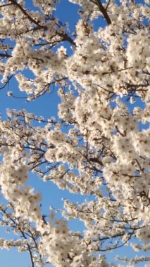 Çiçek açan erik ağacı manzarası narin beyaz çiçeklerle dolu dallarla bahar rüzgarında sallanan güneşli mavi gökyüzü arkaplanıyla