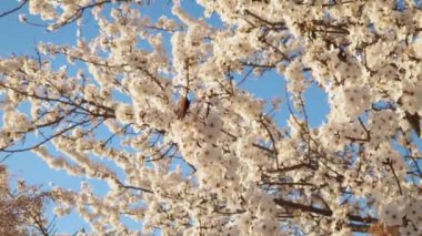 Avrupalı tavus kuşu kelebeği güneşli bir bahar gününde yaban eriği ağacı çiçeklerini tozlaştırıyor. Aglais io 'nun beyaz çiçekleri, arılar arasında polen topluyor.