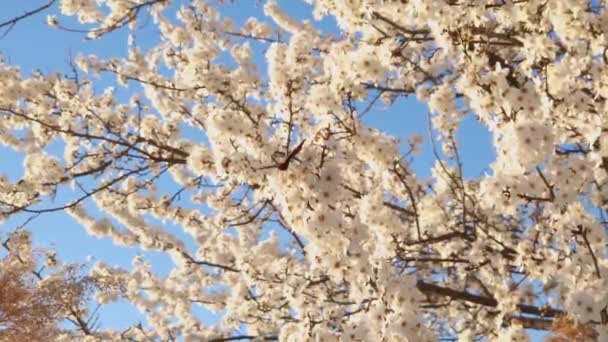 European Peacock Butterfly Pollinating Wild Plum Tree Flowers Sunny Spring — Stock Video