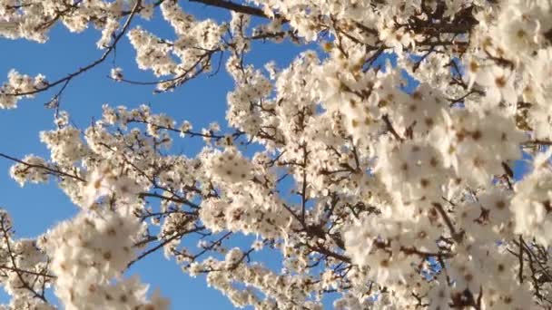 Paisagem Ameixa Florescente Com Galhos Cheios Flores Brancas Suaves Balançando — Vídeo de Stock
