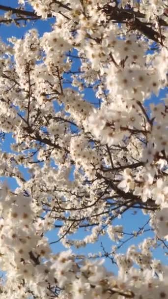 Paisagem Ameixa Florescente Com Galhos Cheios Flores Brancas Suaves Balançando — Vídeo de Stock