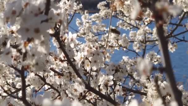 Virágzó Szilvafa Táj Gallyakkal Tele Finom Fehér Virágokkal Melyek Tavaszi — Stock videók