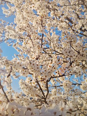 Yumuşak beyaz çiçeklerle dolu erik ağacı dalları. Yabani çiçekler.