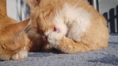 Şirin ve komik turuncu kedi yavrusu birlikte uzanıyor ve dinleniyor, kürkü yalar gibi yalanıyor. Zencefil kardeşlerim Güneşin altında sıcacık duran kediler