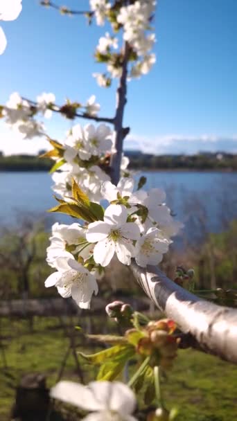 Flores Cerezo Suaves Con Pétalos Blancos Balanceándose Viento Primaveral — Vídeos de Stock