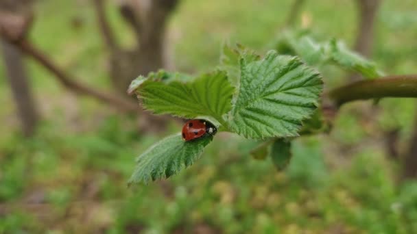 Closeup Ladybug Blackberry Leaf Swaying Spring Wind — Stock Video
