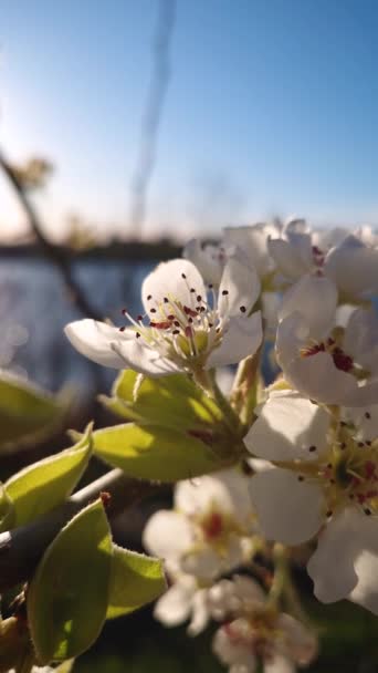 Närbild Päron Träd Blommor Kluster Med Kronblad Svajande Vårvinden — Stockvideo