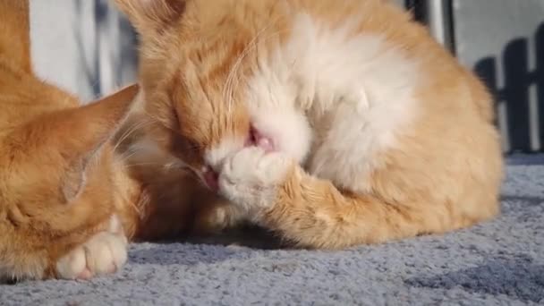 Słodki Zabawny Pomarańczowy Kotek Układania Odpoczynku Razem Lizanie Jak Czyści — Wideo stockowe