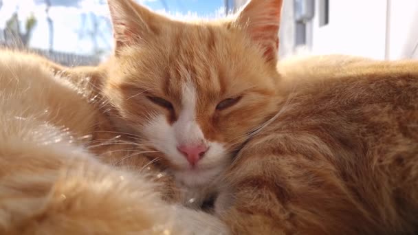 Detailní Roztomilé Ospalé Oranžové Kotě Ležící Odpočívající Venku Teplém Slunci — Stock video