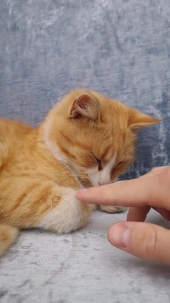 Owner Petting His Orange Cat Master Plays His Funny Furry — Stock Video