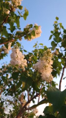 Yakın plan çiçek açan elma ağaçları pembe çiçekler ve bahar rüzgarında sallanan taze yeşil yapraklar.