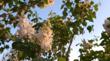 Bahar rüzgârında sallanan taze yeşil yapraklı çiçek açan leylak çiçekleri, altın günbatımı ışığıyla aydınlatılıyor. Şırınga bayağılaşır.