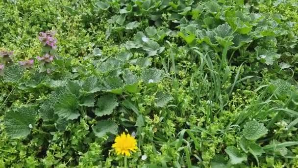 Hierbas Verdes Frescas Diferentes Hierbas Florecientes Que Crecen Principios Primavera — Vídeo de stock