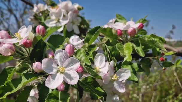 Zbliżenie Kwitnące Pąki Jabłoni Różowymi Kwiatami Świeżych Zielonych Liści Kołyszących — Wideo stockowe