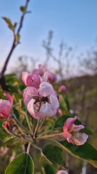 Fleißige Bienen Sammeln Pollen Von Apfelblüten Nahaufnahme Honigbiene Pflückt Nektar — Stockvideo
