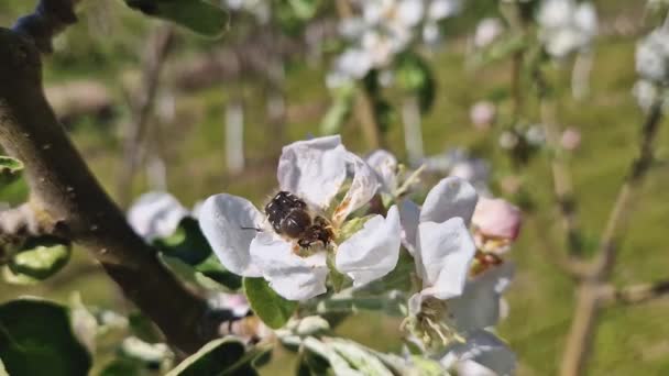 トロピノタハイタビートルは 作物に影響を与えるリンゴの木の花を食べる コロプラテラの命令のエピコメトリスの昆虫は花粉および花の器官と供給します — ストック動画