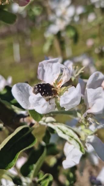 トロピノタハイタビートルは 作物に影響を与えるリンゴの木の花を食べる コロプラテラの命令のエピコメトリスの昆虫は花粉および花の器官と供給します — ストック動画