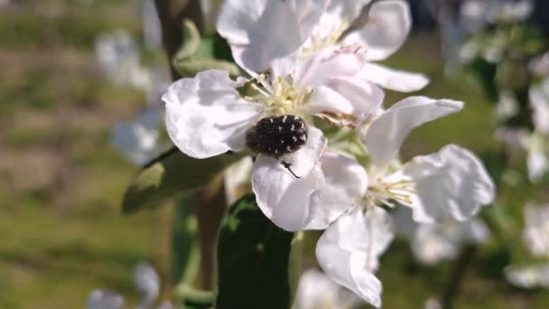 Tropinota Hirta Skalbagge Äter Äppelträd Blommor Som Påverkar Grödan Epikometis — Stockvideo