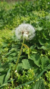 Karahindiba tohumu, sakin bahar kanadından hareket etti. Yeşil doğalı doğal bir arka plan.