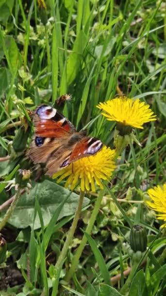 Ευρωπαϊκή Πεταλούδα Παγώνι Ένα Κίτρινο Λουλούδι Πικραλίδα Μια Ηλιόλουστη Ανοιξιάτικη — Αρχείο Βίντεο
