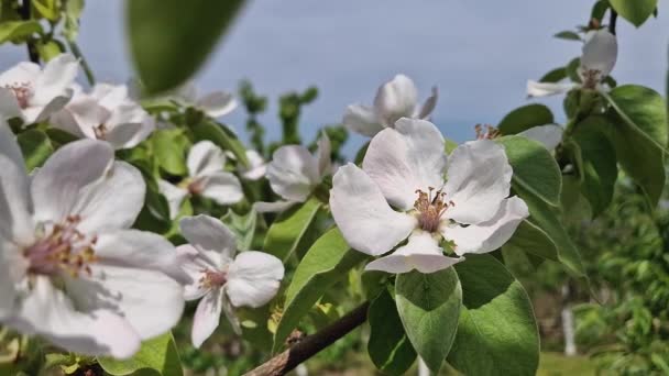 Nahaufnahme Blühende Quittenbaumknospen Mit Zartrosa Blüten Und Frischen Grünen Blättern — Stockvideo