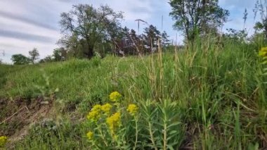 Ormanın yakınındaki yeşil çim tarlasının olduğu pitoresk bir bahar manzarası