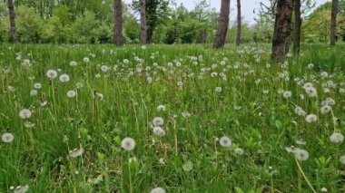 Karahindiba topları taze yeşil çimlerin arasında sahada. Doğal ilkbahar arkaplanı