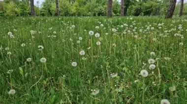Karahindiba topları taze yeşil çimlerin arasında sahada. Doğal ilkbahar arkaplanı