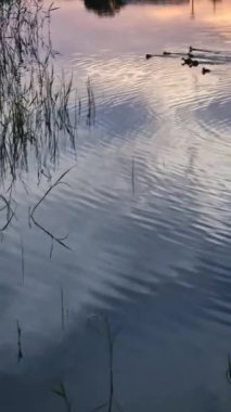 Akşamları, gün batımında sazlıklar arasında gölde yüzen vahşi ördek yavruları.