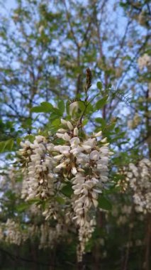 Çiçek açan kara çekirge akasya ağacı, bahar ormanlarında beyaz çiçeklere yakın. Robinia Pseudoacia 'ya yakın. Dal üzerinde çiçek açar.