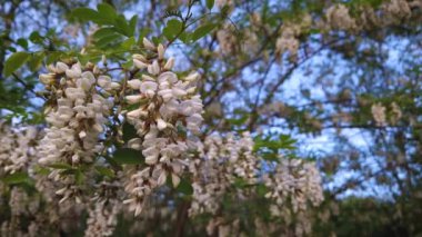 Çiçek açan kara çekirge akasya ağacı, bahar ormanlarında beyaz çiçeklere yakın. Robinia Pseudoacia 'ya yakın. Dal üzerinde çiçek açar.