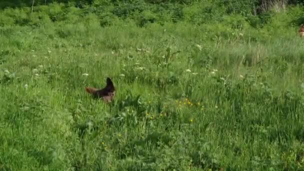 Ayam Hutan Luar Rumah Padang Rumput Menggembalakan Rumput Hijau — Stok Video