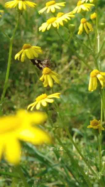 노란색 Groundsel 식물에 Bindweed 나방을 닫습니다 Tyta Luctuosa 올빼미 나비와 — 비디오