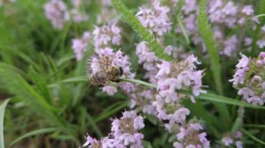Kapalı alan arı, çiçek açan yabani kekik bitkisinden nektar topluyor. Bal arısı, Thymus Serpillum bitkisinin pembe çiçeklerinden polen topluyor. Yaz polenlemesi