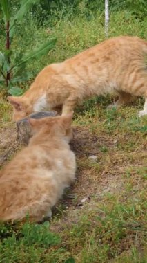Bahçede kavga eden iki turuncu kedi yavrusu. Komik ve şakacı kızıl kediler yumruk atıyor