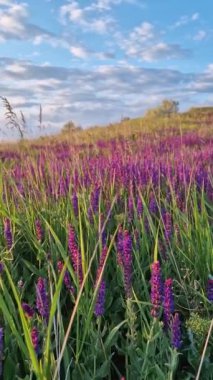 Çayırda serpilmiş yabani adaçayı çiçekleri olan resimli bir yaz sahnesi. Kokulu Salvia nemorosa bitkisi