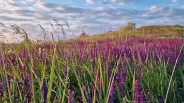 Çayırda serpilmiş yabani, mor çiçekli, resimli bir yaz manzarası. Kokulu Salvia nemorosa bitkisi